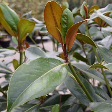 Magnolia grandiflora 'Galissonière' (Regular 70 litre 175-200 cm Specimen)